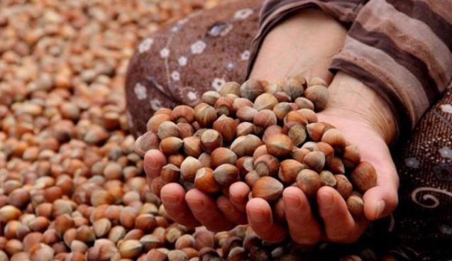 Fındık fiyatlarında son durum