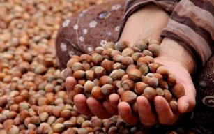 Fındık fiyatlarında son durum