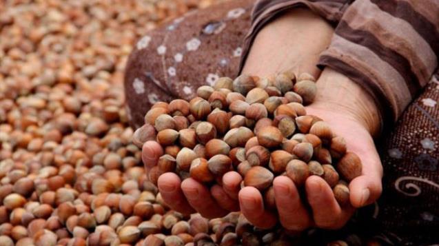 Fındık fiyatlarında son durum