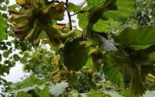 FINDIK HASAT MEVSİMİ GELDİ, ÜRETİCİ ENDİŞELİ…