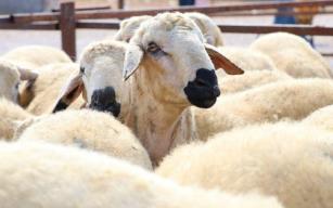 Bayram öncesi halk eğitimden ‘Kurban Kesim Elemanı’ kursu