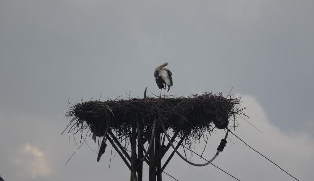Şubat'ta yuva yapan leylek görenleri şaşırttı
