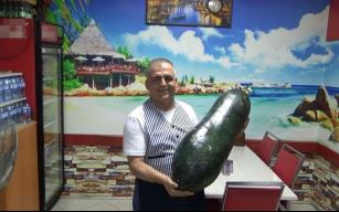 Dev salatalık görenleri şaşkına çeviriyor 