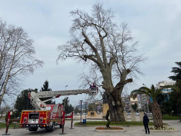 KDZ. EREĞLİ’DE ANIT AĞAÇLARIN BAKIMI YAPILIYOR