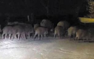 Korubaşı'nı domuz bastı!..