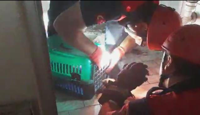 Çatıdan su borusuna düşen kediye kurtarma operasyonu..