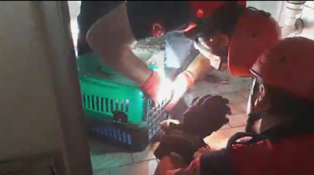 Çatıdan su borusuna düşen kediye kurtarma operasyonu..