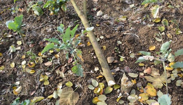 Başkana kızıp eşinin bahçesine zarar verdiler