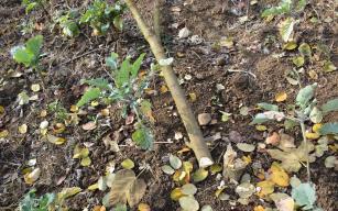 Başkana kızıp eşinin bahçesine zarar verdiler