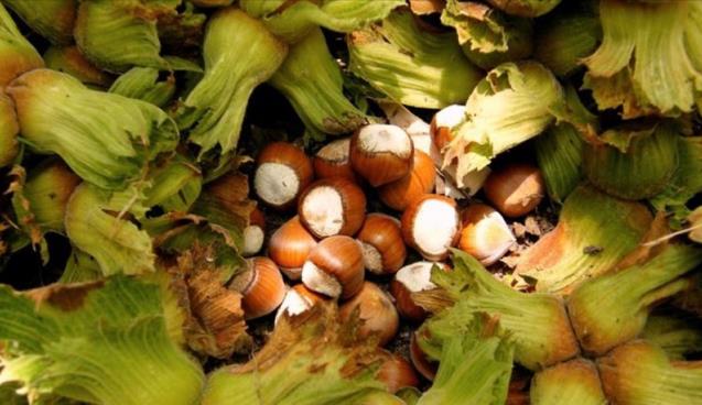  TMO'dan fındık alım açıklaması