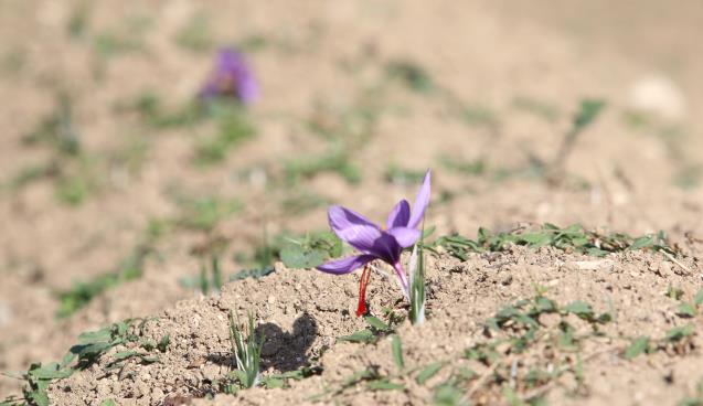 "Dünyanın en pahalı baharatı"nda hasat başladı