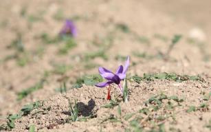 "Dünyanın en pahalı baharatı"nda hasat başladı