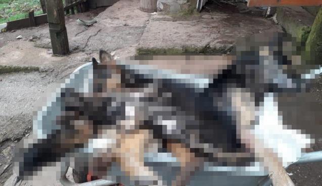 Köydeki 6 köpek bir gecede telef oldu