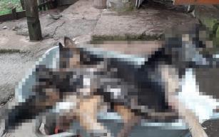 Köydeki 6 köpek bir gecede telef oldu