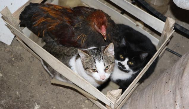 Marangoz atölyesindeki horoz ve kedilerin dostluğu