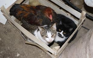 Marangoz atölyesindeki horoz ve kedilerin dostluğu