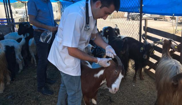 KURBANLIKLAR DENETLENDİ, KESİM KURSU VERİLDİ