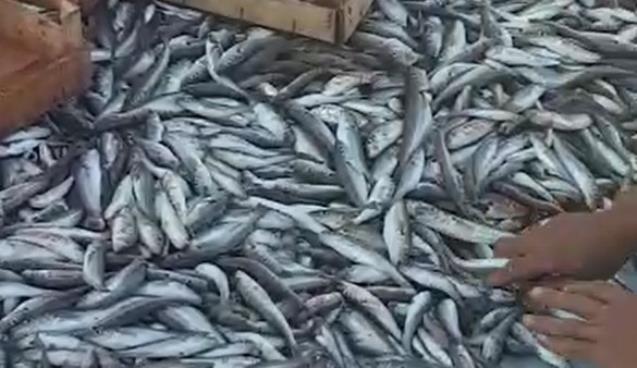 BALIK SEZONU BEREKETLİ BAŞLADI!..