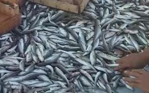 BALIK SEZONU BEREKETLİ BAŞLADI!..