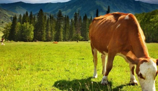 Şarbon ülkeye böyle geldi
