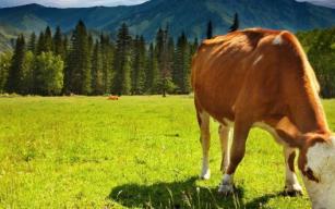 Şarbon ülkeye böyle geldi
