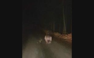 Kış uykusuna yatamayan ayı yola indi