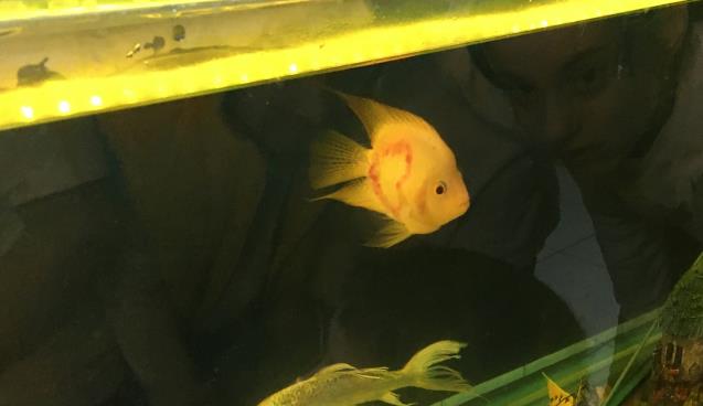 İki sırtında da kalp şekli oluşan balık ilgi odağı oldu