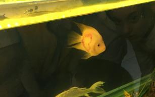 İki sırtında da kalp şekli oluşan balık ilgi odağı oldu