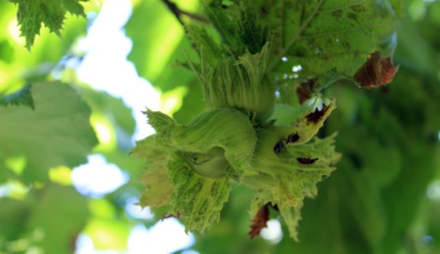  21 bin fındık üreticisinin cebine 745 milyon TL girecek