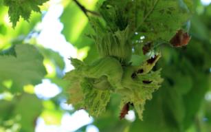  21 bin fındık üreticisinin cebine 745 milyon TL girecek