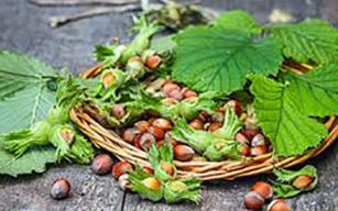 Fındık yetiştiricileri eğitilecek!