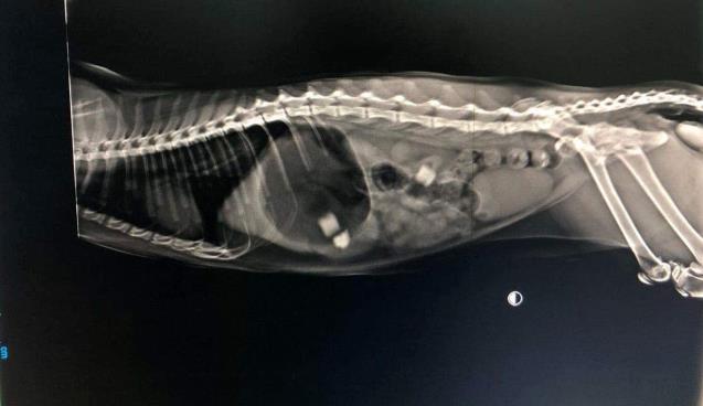 11 aylık kedinin midesinden silgi parçaları çıktı