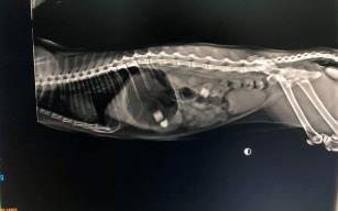 11 aylık kedinin midesinden silgi parçaları çıktı