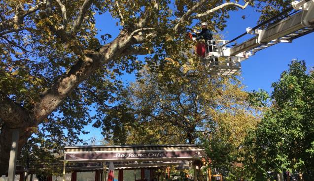 KDZ. EREĞLİ’NİN TARİHİ ÇINARLARI BAKIMA ALINDI