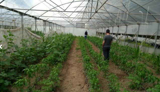 “Damlama, Sulama Sistemli, Modern…”