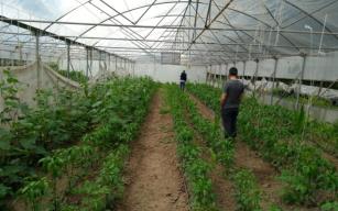 “Damlama, Sulama Sistemli, Modern…”