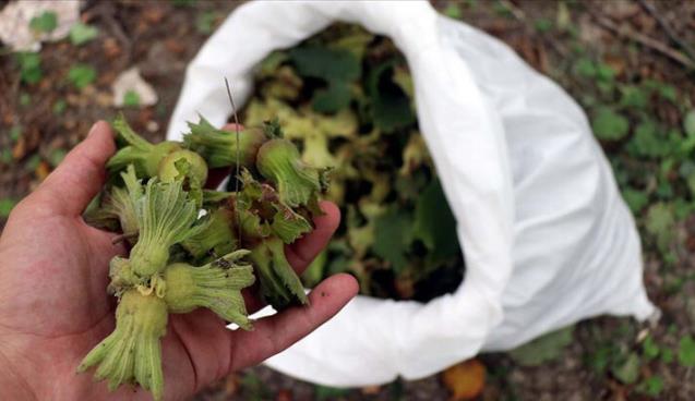 Fındık işçisinin günlük yevmiyesi belli oldu