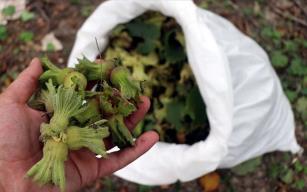 Fındık işçisinin günlük yevmiyesi belli oldu